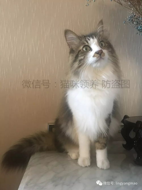 宠物猫身体长毛怎么办啊