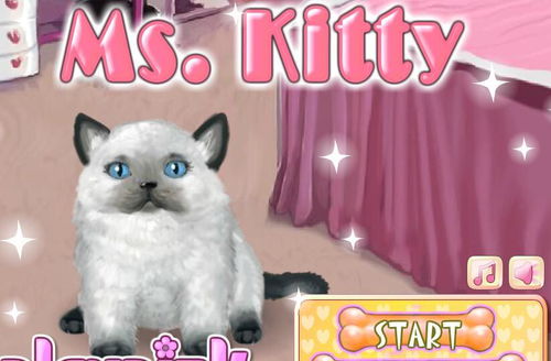怎么照顾小宠物猫