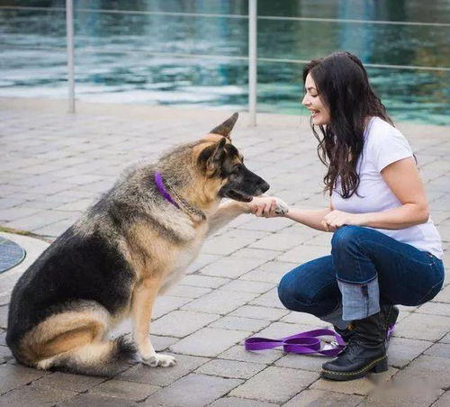 训犬师宠物狗怎么训练的