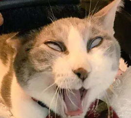 出国怎么带着宠物猫