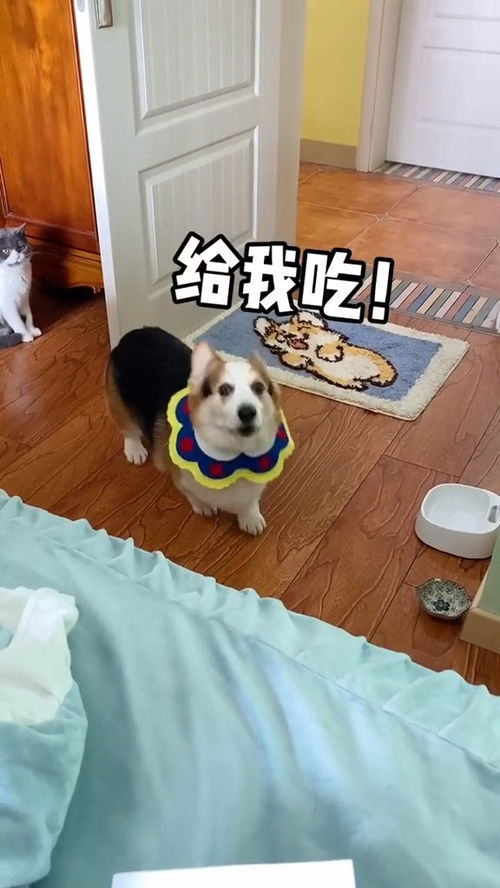 纸板箱宠物狗怎么做的