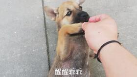 宠物狗养成了土狗怎么办