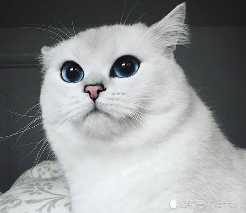 宠物猫怎么喂药水