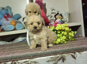 泰迪幼犬一般多少钱