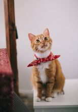 宠物猫买猫砂怎么选择