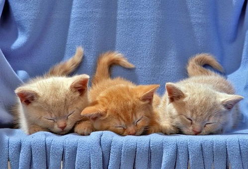 出差工作怎么带宠物猫