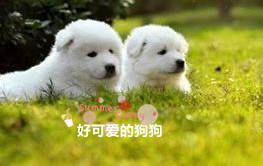 宠物狗的福音怎么说的