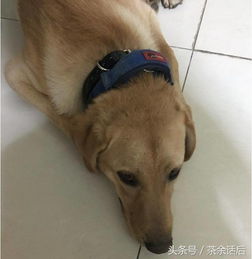 宠物狗不会乱叫怎么办呀