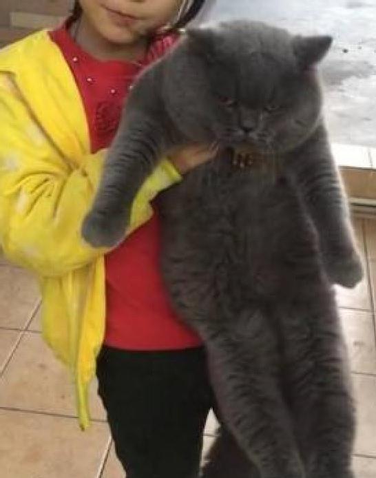 宠物猫怎么卖给别人呢