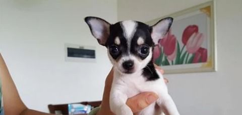 不文明宠物狗怎么处理好