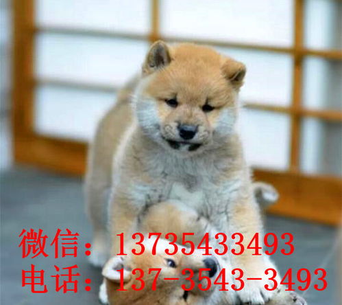宠物狗怎么做售后的销售