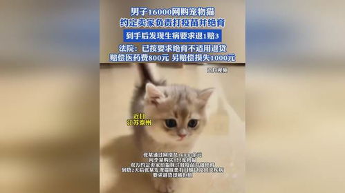 宠物猫被打残怎么赔偿