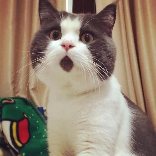 怎么能让宠物猫喜欢你