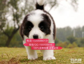 本人想买一只宠物狗怎么买