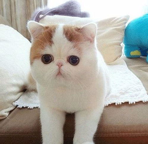 周口怎么托运宠物猫回来