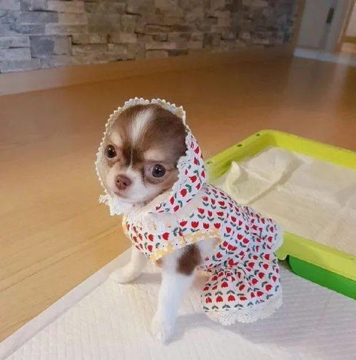 宠物狗笼子尿垫怎么用的