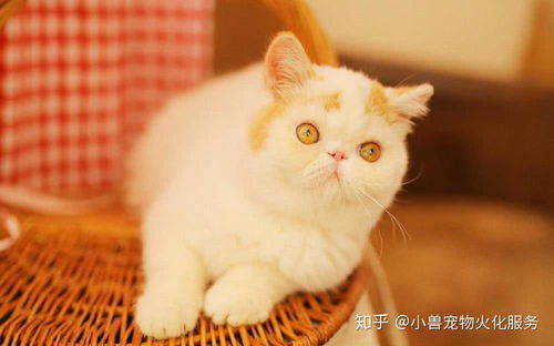 宠物猫怎么火化的呢