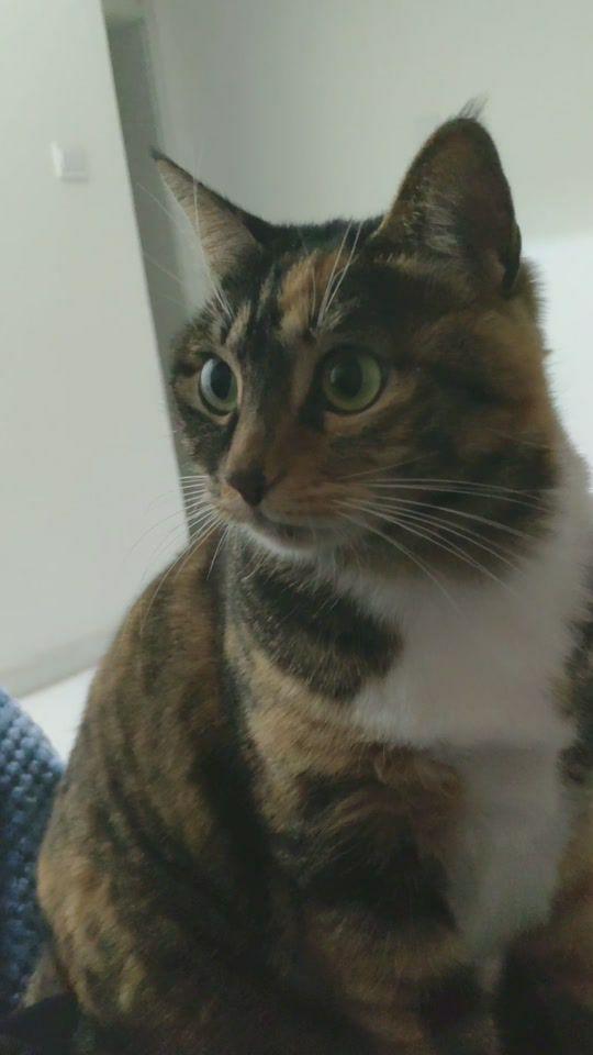 怎么给宠物猫说话