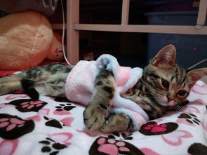 被宠物狗猫舔了怎么办啊