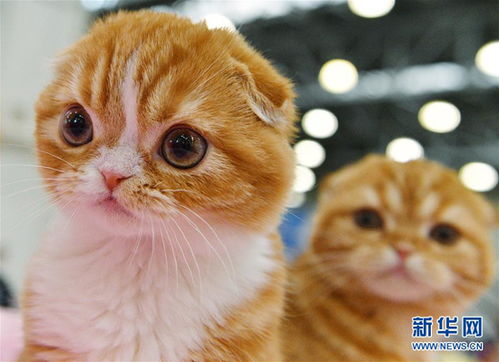 宠物猫栓链子怎么拴