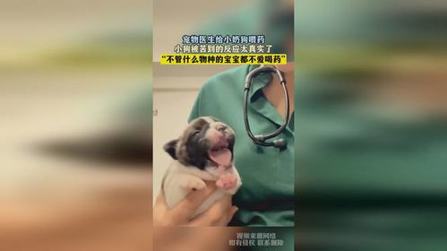 很苦的药怎么喂宠物狗喝
