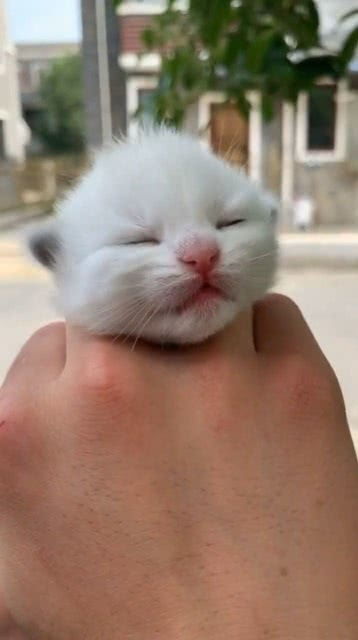 怎么还有萌宠物猫