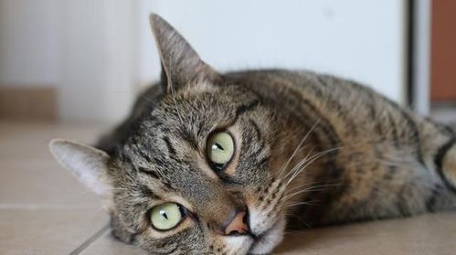 宠物猫怎么去除猫虱