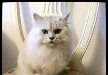 西安宠物猫没猫粮怎么办