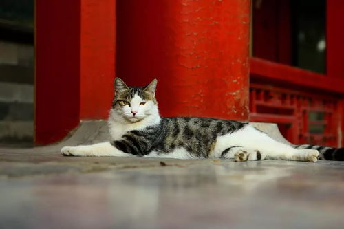 故宫里宠物猫怎么养活