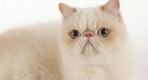 宠物猫犯错怎么教育好