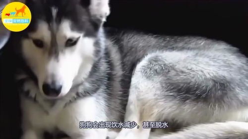 宠物狗吃饭吃盐会怎么样