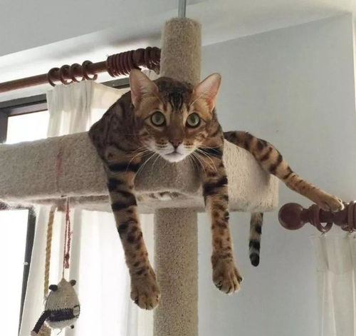 怎么安慰朋友宠物猫