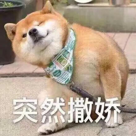 宠物狗我该怎么养好它呢