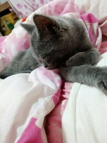 祖先猫宠物猫怎么养好