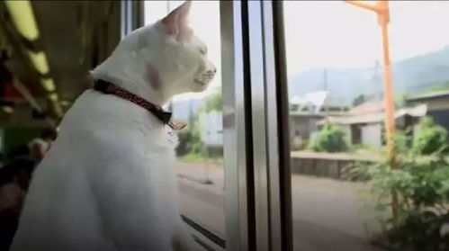 宠物猫怎么进火车
