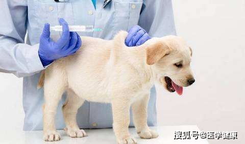 宠物狗怎么做抗体检测