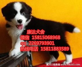 宠物狗的价格怎么卖出去