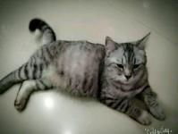 宠物猫下崽怎么补