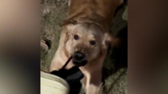 宠物狗守电动车怎么办啊