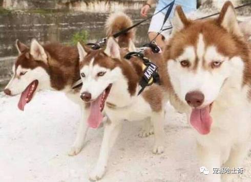 二哈养的宠物狗怎么养好