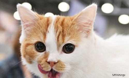 宠物猫房间怎么除臭