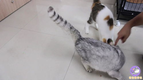 宠物猫吃火腿肠怎么办