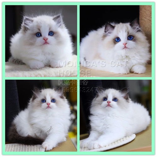 宠物猫毛衣尺寸怎么选