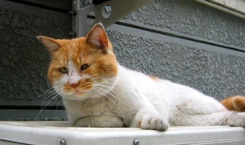 宠物猫丢了它怎么生存