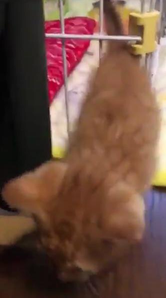 宠物猫笼子怎么拼装