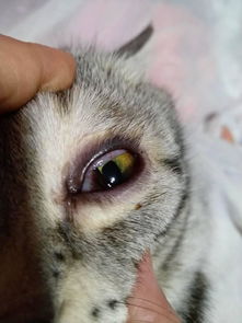宠物狗下眼睑外翻怎么办