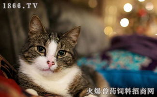 东北宠物猫怎么养殖好呢