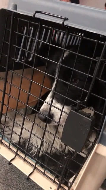上飞机宠物狗怎么带回家