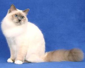 宠物猫长毛猫怎么养好
