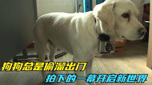 宠物狗溜主人会怎么样呢